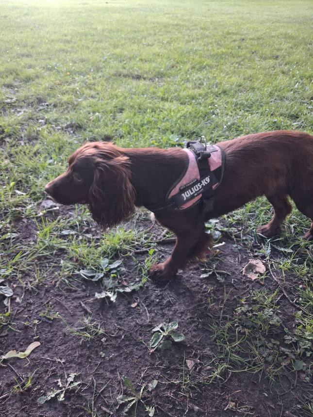 A good sniff around Sefton Park