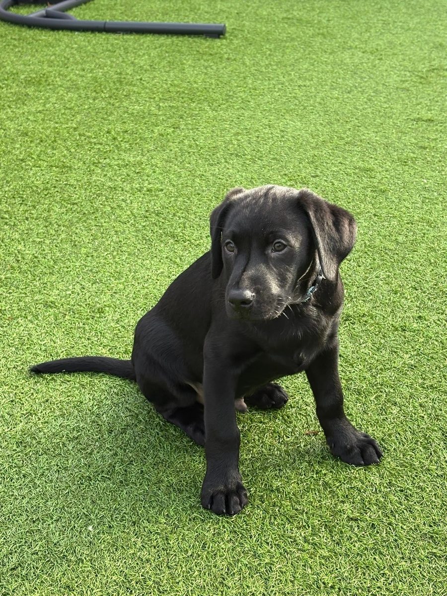 Puppy visit smiles